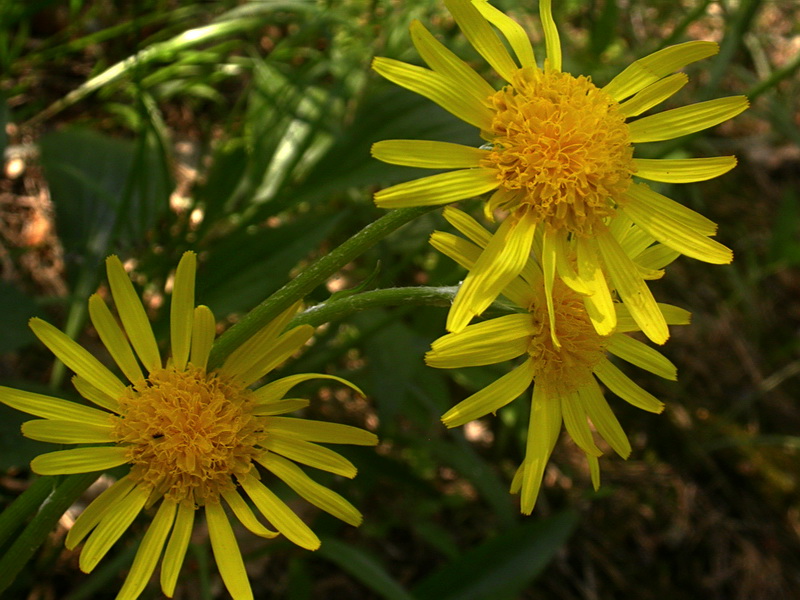 Изображение особи Scorzonera humilis.