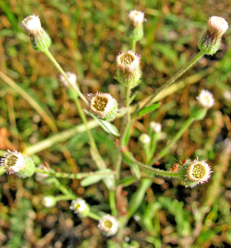 Image of Erigeron acris specimen.