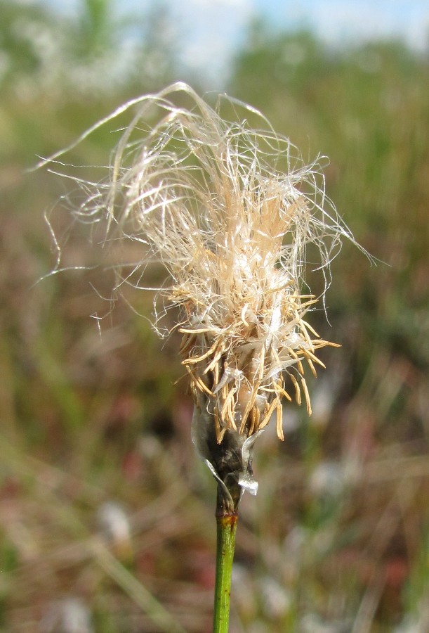 Image of Eriophorum russeolum specimen.