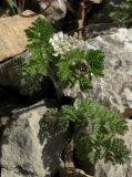 Orlaya daucoides. Цветущее растение. Крым, Байдарская яйла, южный склон. 26 апреля 2012 г.