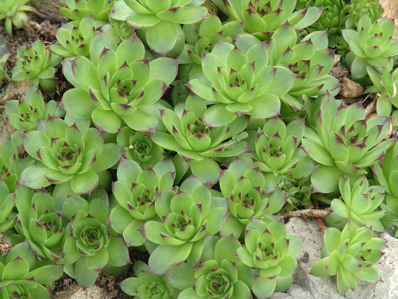 Изображение особи Sempervivum tectorum.