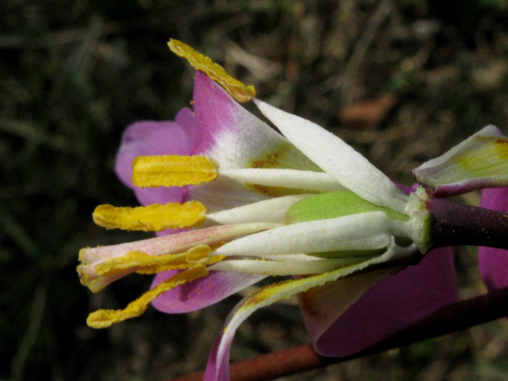 Изображение особи Erythronium sajanense.