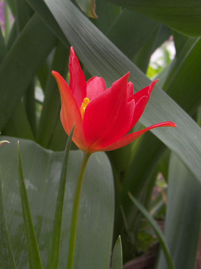 Image of Tulipa sprengeri specimen.