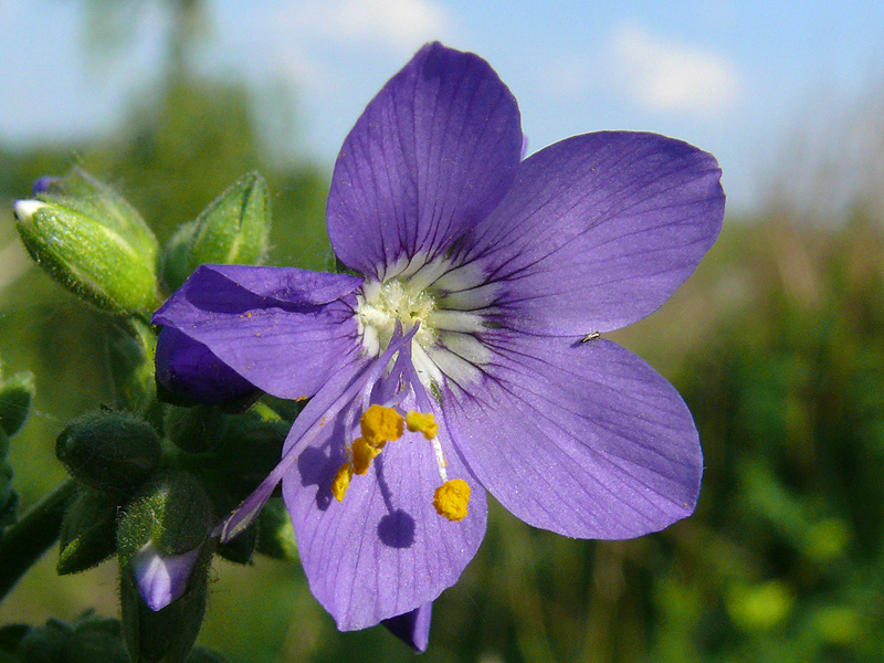 Изображение особи Polemonium caeruleum.