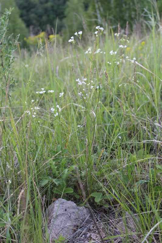 Изображение особи Galium triandrum.