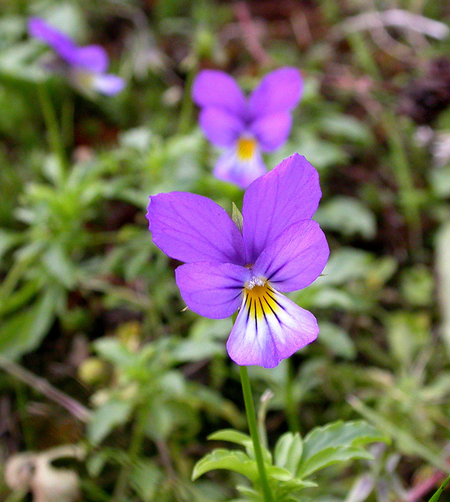 Изображение особи Viola maritima.