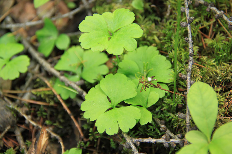 Image of Ranunculus lapponicus specimen.