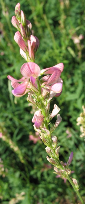 Image of Onobrychis arenaria specimen.