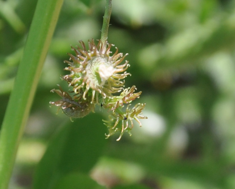 Image of Medicago minima specimen.