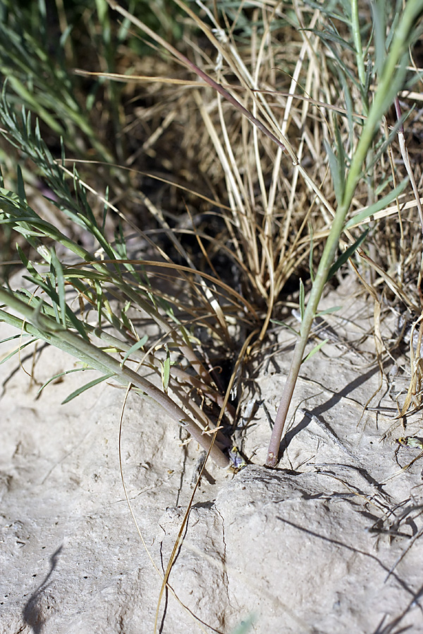 Image of Linaria popovii specimen.