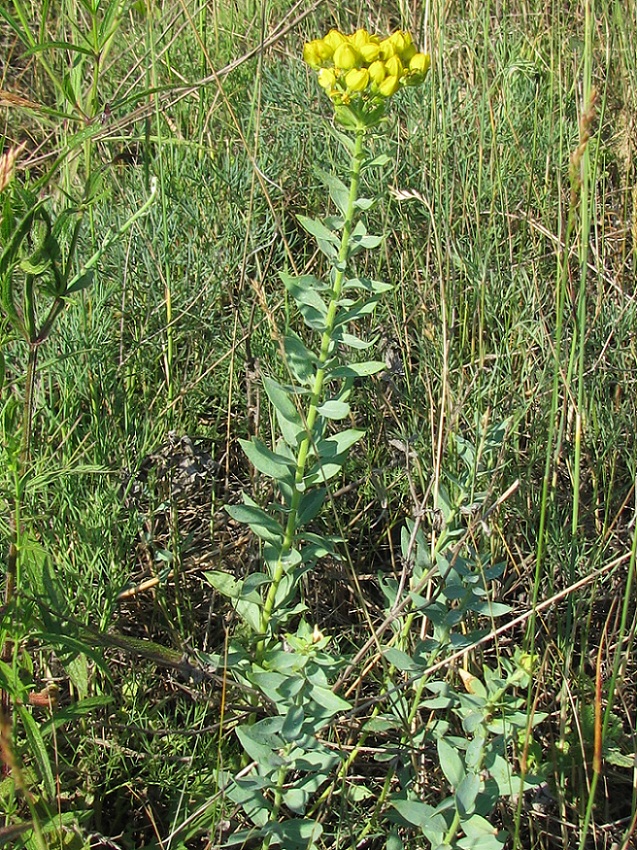 Image of Haplophyllum suaveolens specimen.