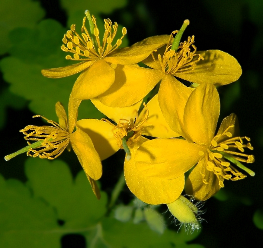 Image of Chelidonium majus specimen.