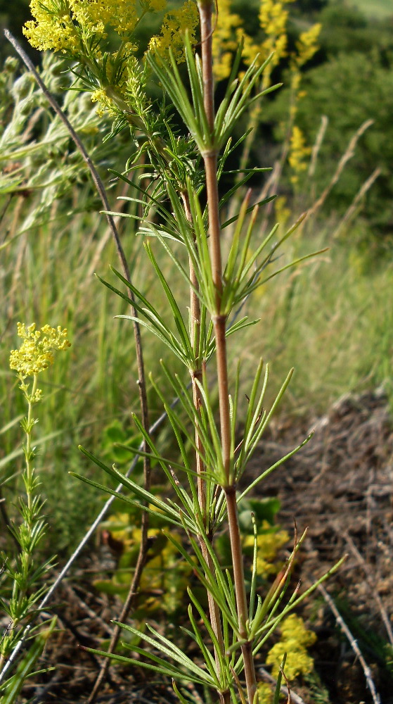 Изображение особи Galium verum.