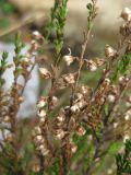 Calluna vulgaris