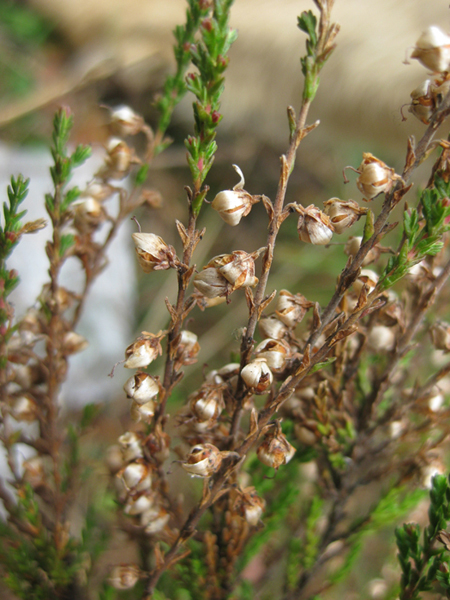 Изображение особи Calluna vulgaris.