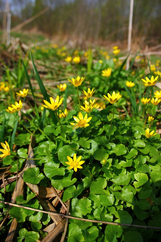 Image of Ficaria verna specimen.