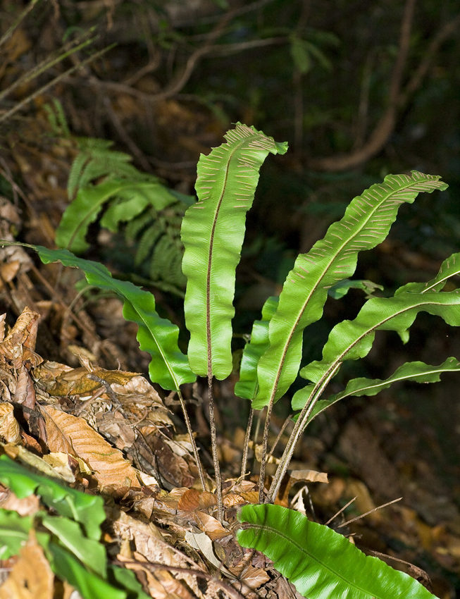 Изображение особи Phyllitis scolopendrium.