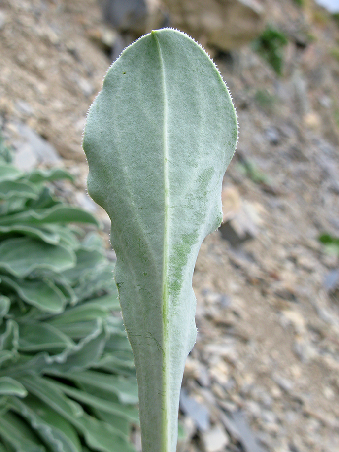 Image of Oberna crispata specimen.