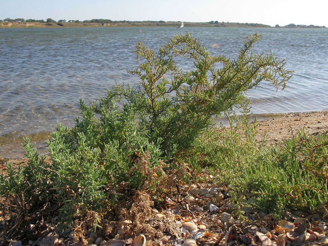 Image of genus Suaeda specimen.