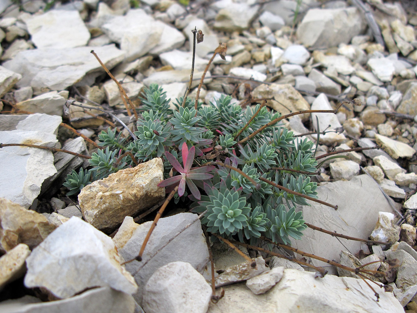 Изображение особи Euphorbia petrophila.