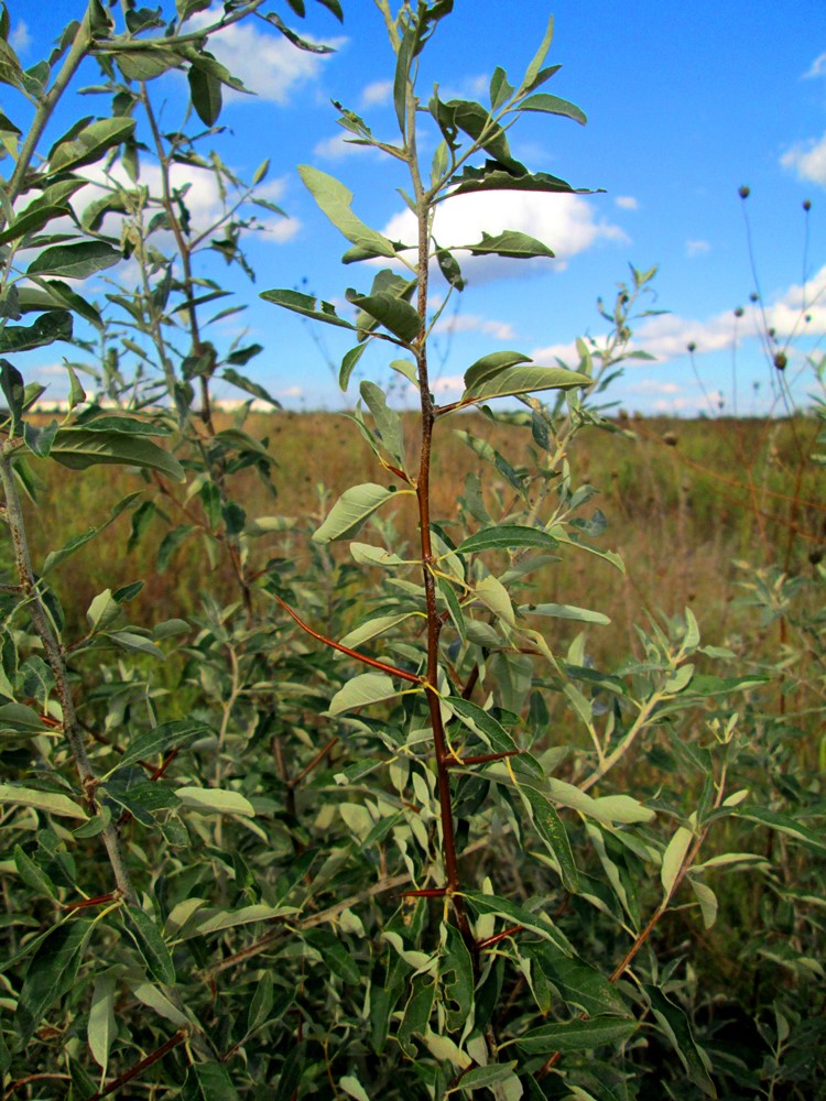 Image of Elaeagnus angustifolia specimen.