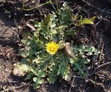 Taraxacum serotinum. Цветущее растение. Украина, г. Запорожье, балка возле с. Малышевка. 09.10.2013.