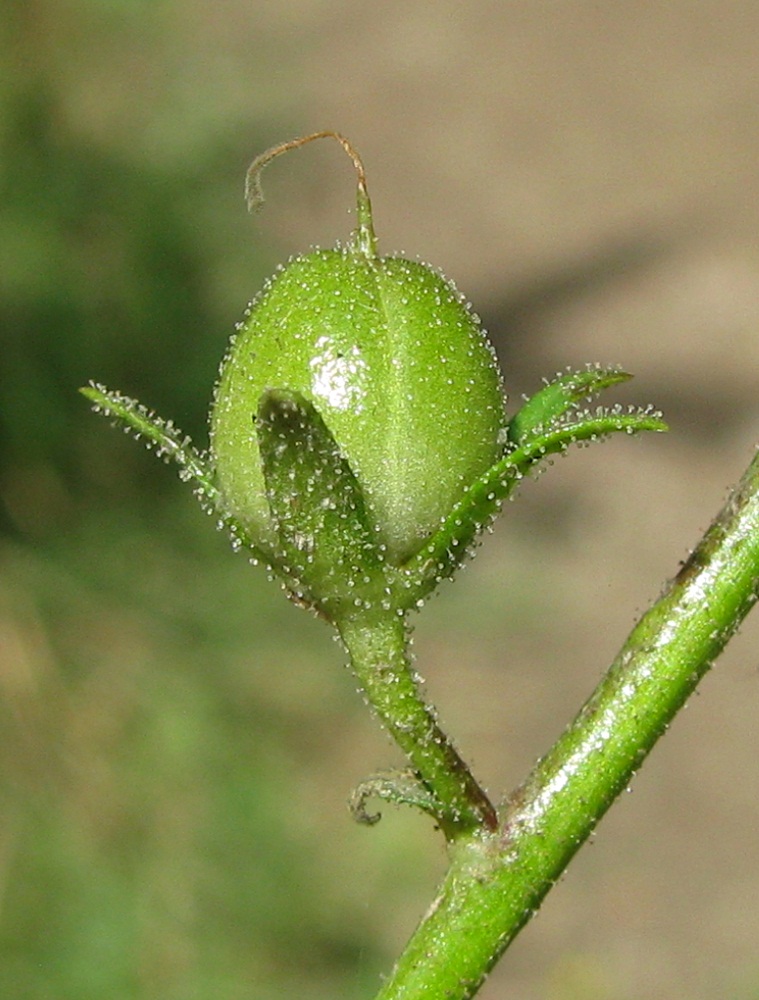 Image of Verbascum blattaria specimen.