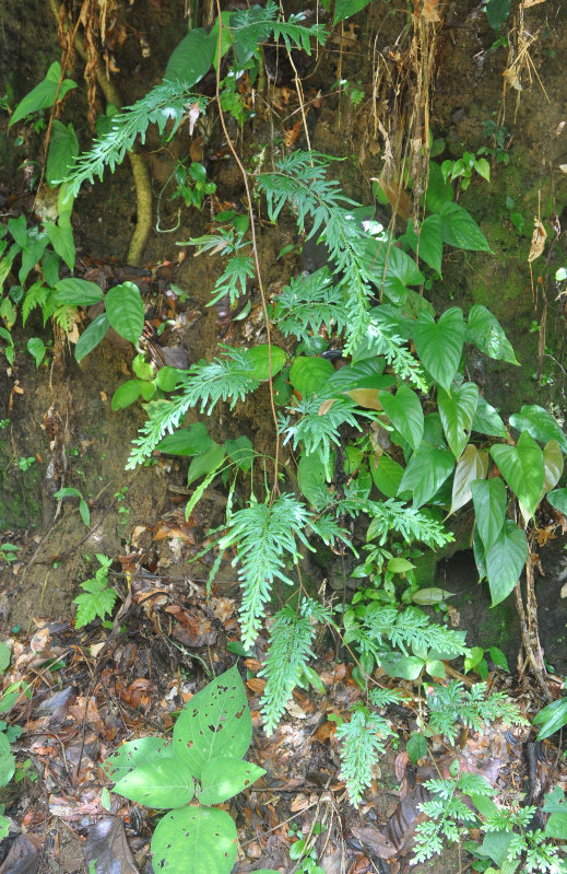 Image of Selaginella willdenowii specimen.