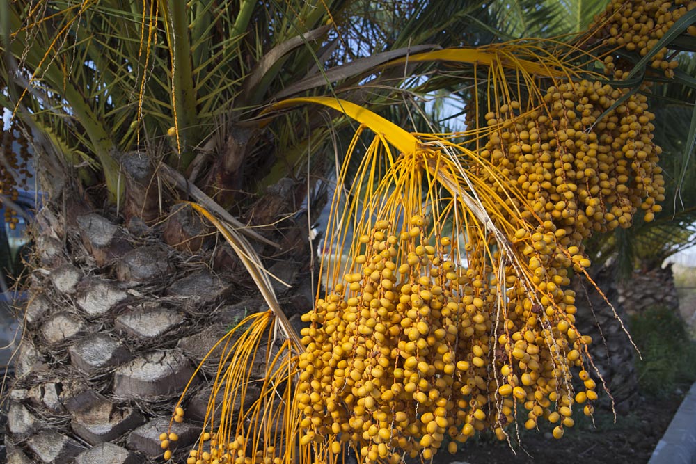 Изображение особи Phoenix canariensis.