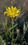 Crepis rhoeadifolia. Распустившееся и нераспустившееся соцветия. Краснодарский край, Апшеронский р-н, окр. г. Апшеронск, пойма р. Пшеха, заиленный песчаный пляж. 09.08.2013.