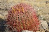 Ferocactus cylindraceus. Взрослое растение с прошлогодними отцветшими цветками. США, Калифорния, Joshua Tree National Park. 19.02.2014.