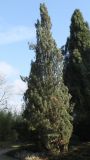 Pinus sylvestris