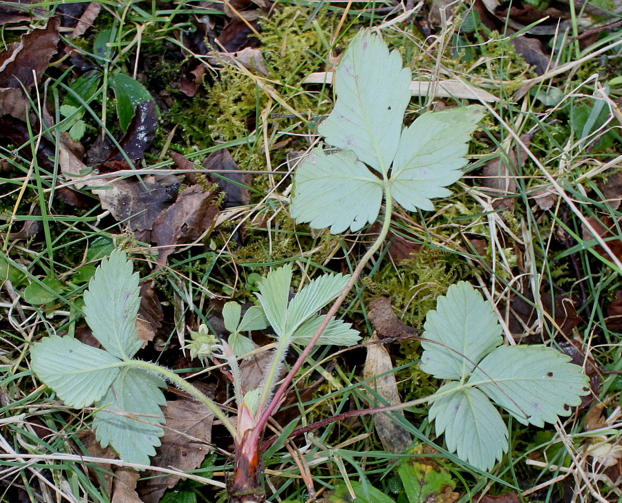 Изображение особи Fragaria chiloensis.