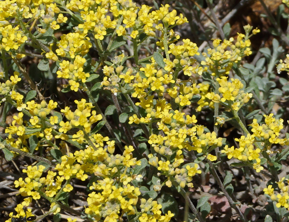 Image of Odontarrhena obovata specimen.