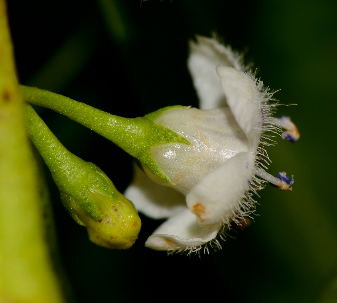 Image of Myoporum acuminatum specimen.