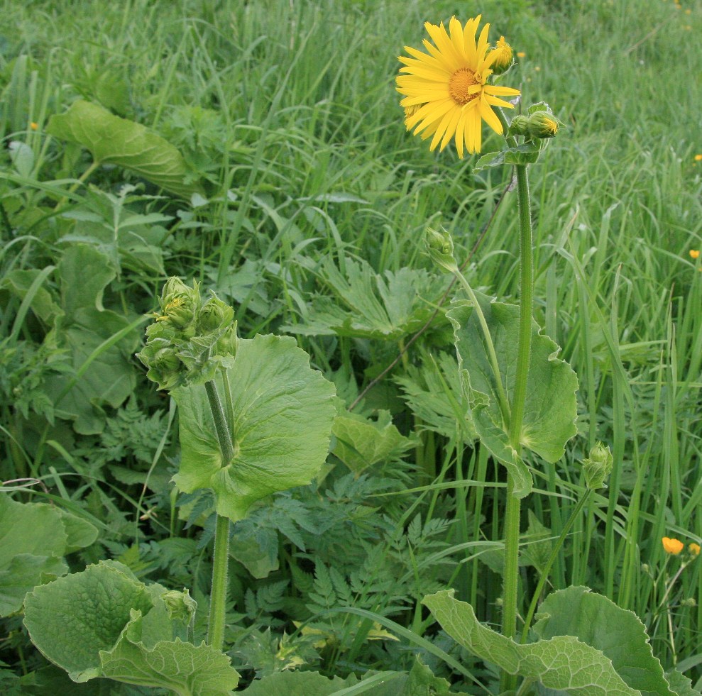 Изображение особи Doronicum macrophyllum.