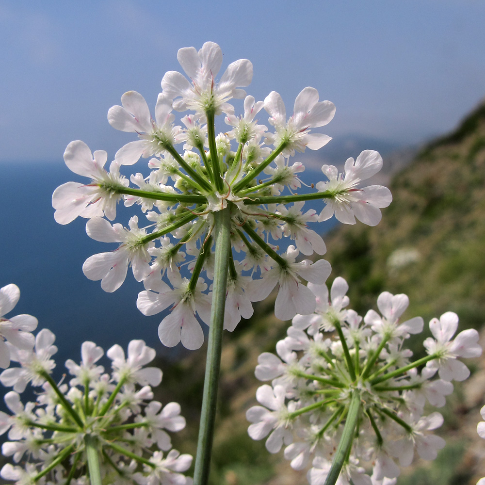 Image of Astrodaucus littoralis specimen.