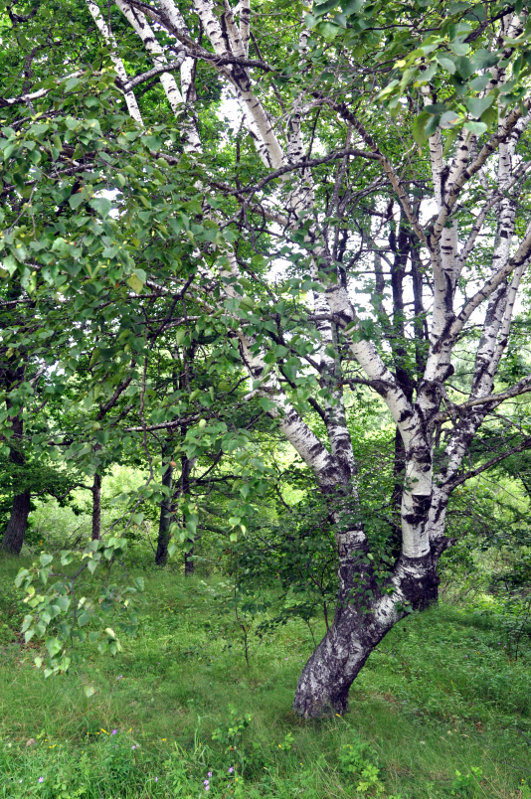 Изображение особи Betula platyphylla.