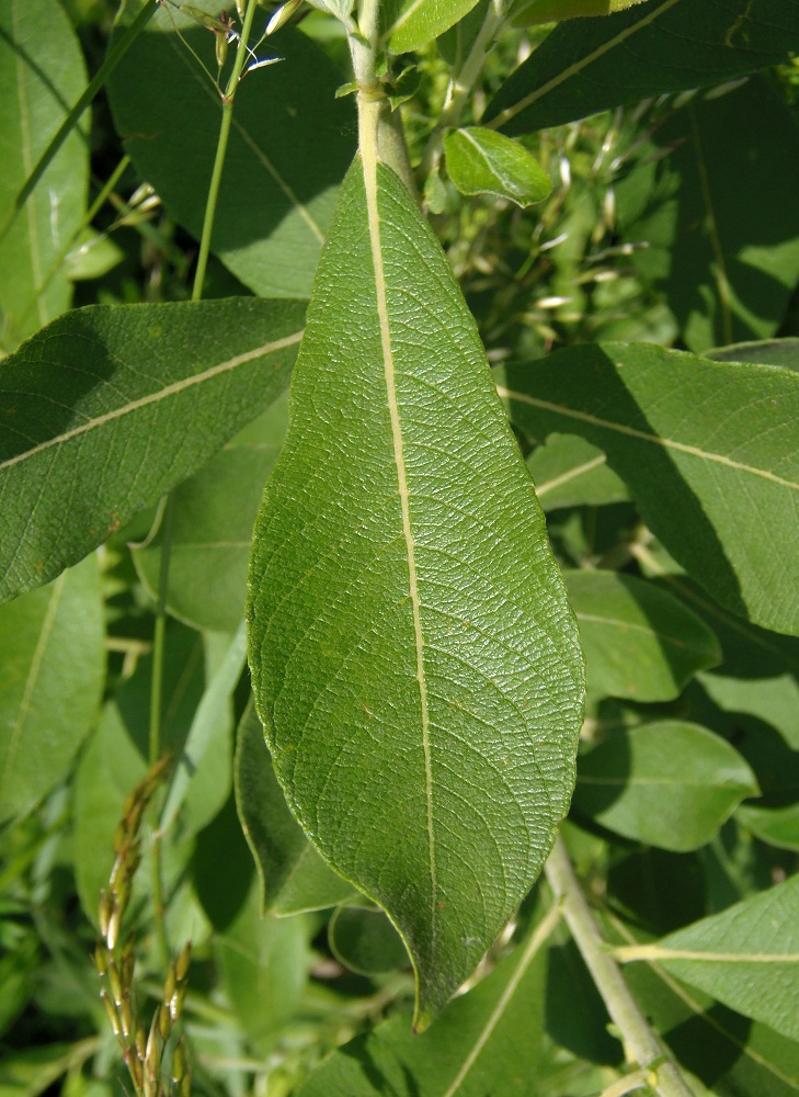 Image of Salix cinerea specimen.