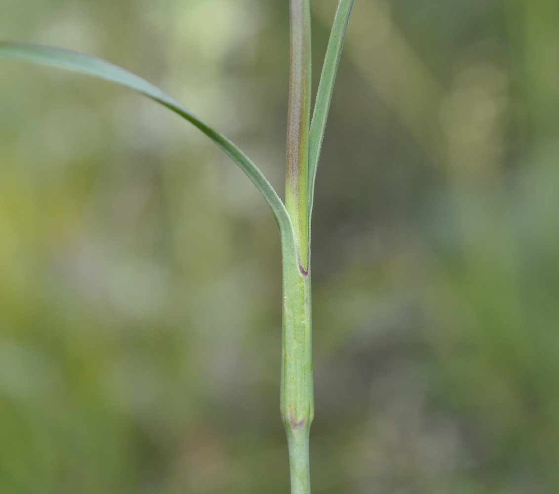 Изображение особи Dianthus stenopetalus.