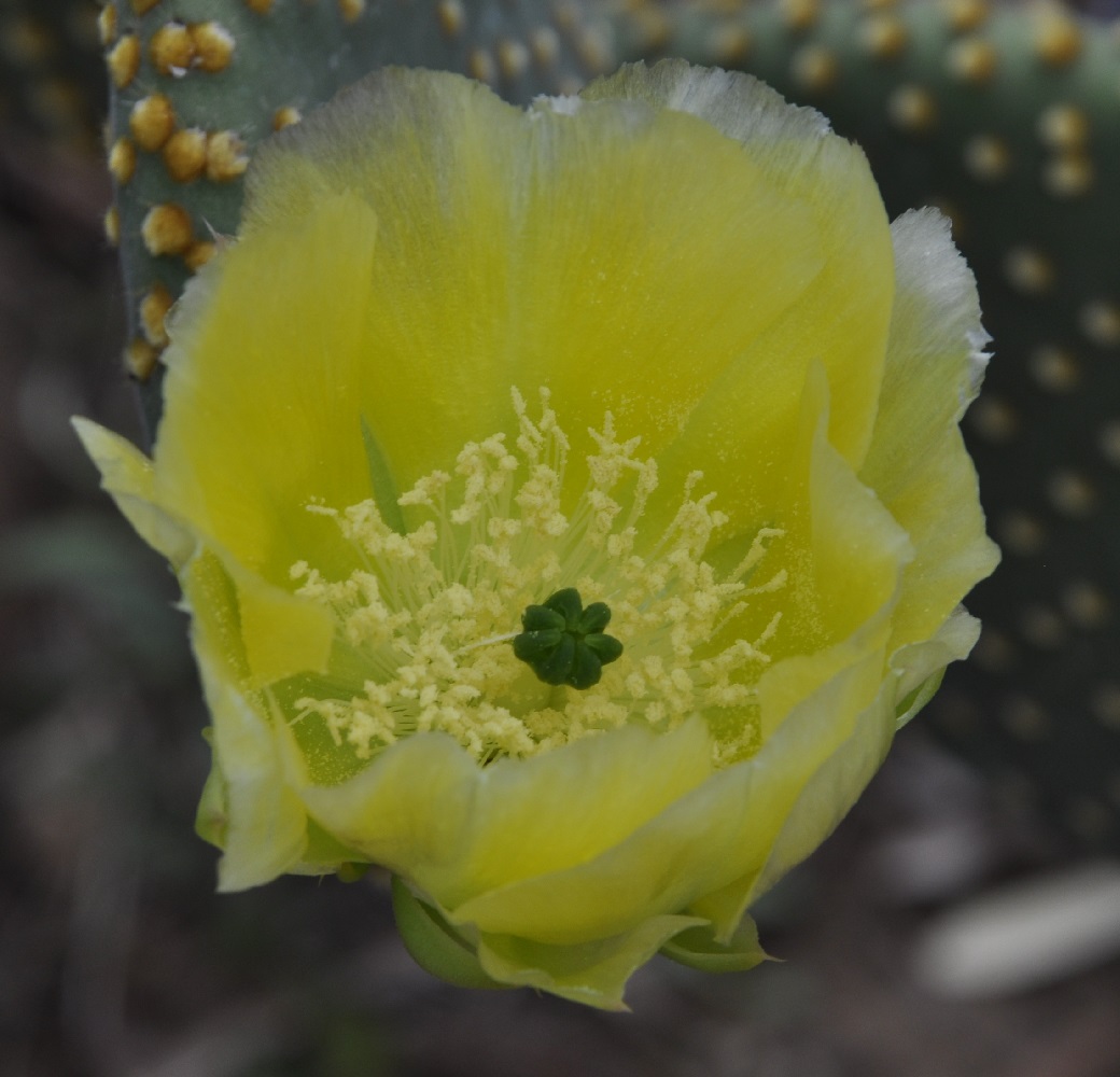 Image of Opuntia microdasys specimen.