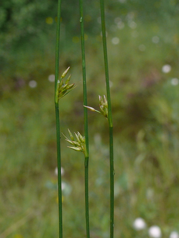 Image of Juncus filiformis specimen.