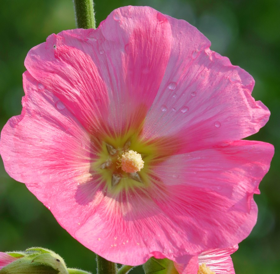 Image of Alcea rosea specimen.