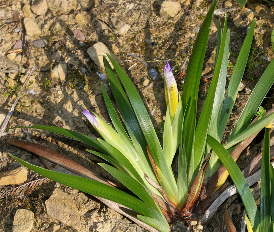 Image of Iris douglasiana specimen.