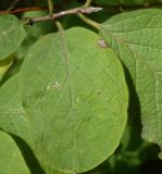 Lonicera xylosteum