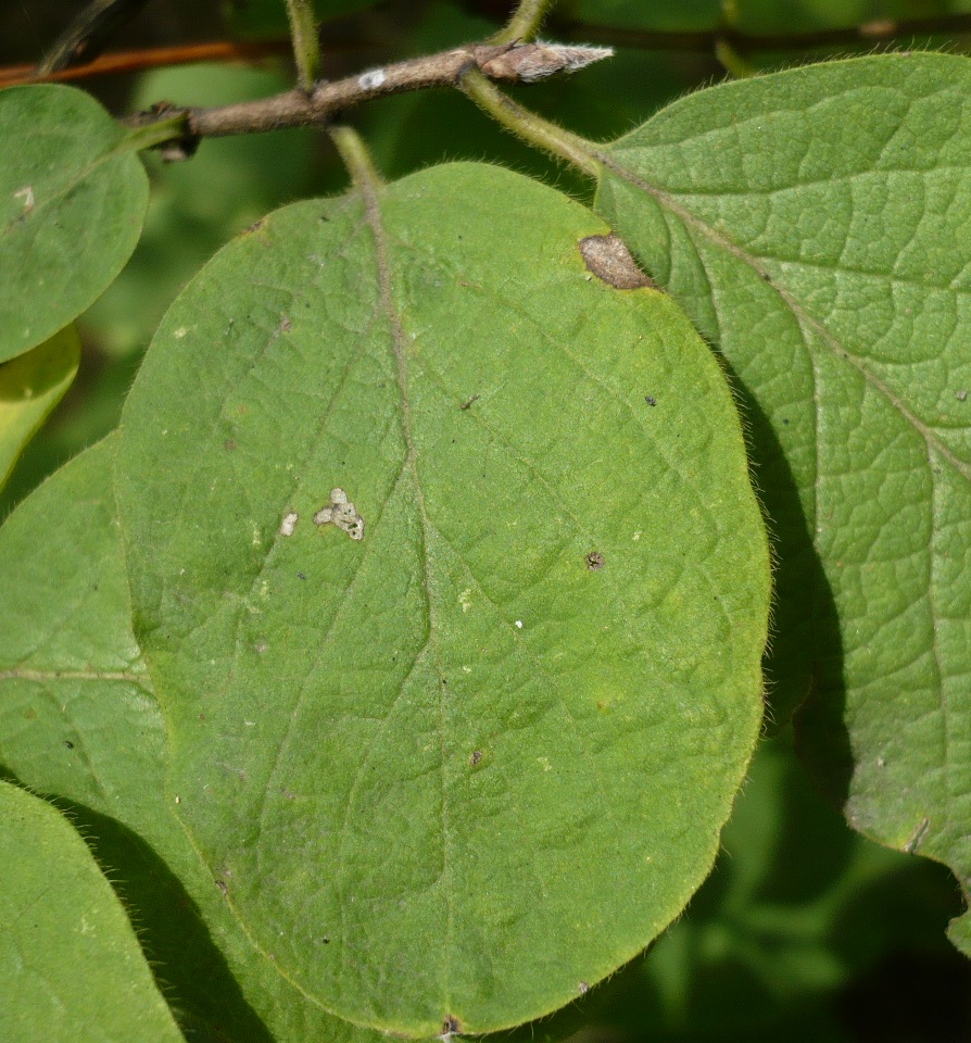 Изображение особи Lonicera xylosteum.