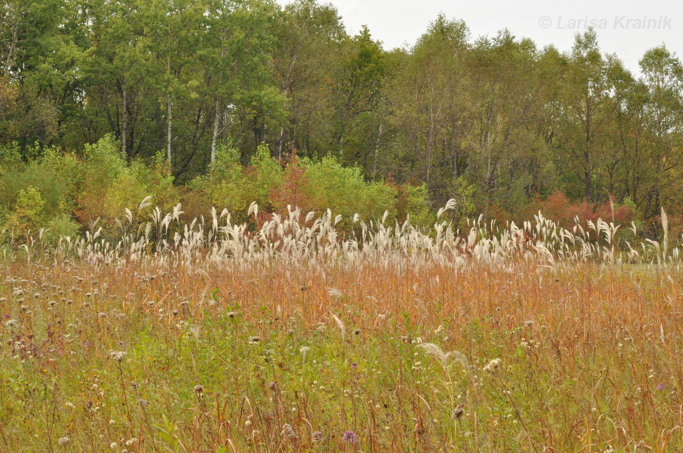 Изображение особи Miscanthus sacchariflorus.