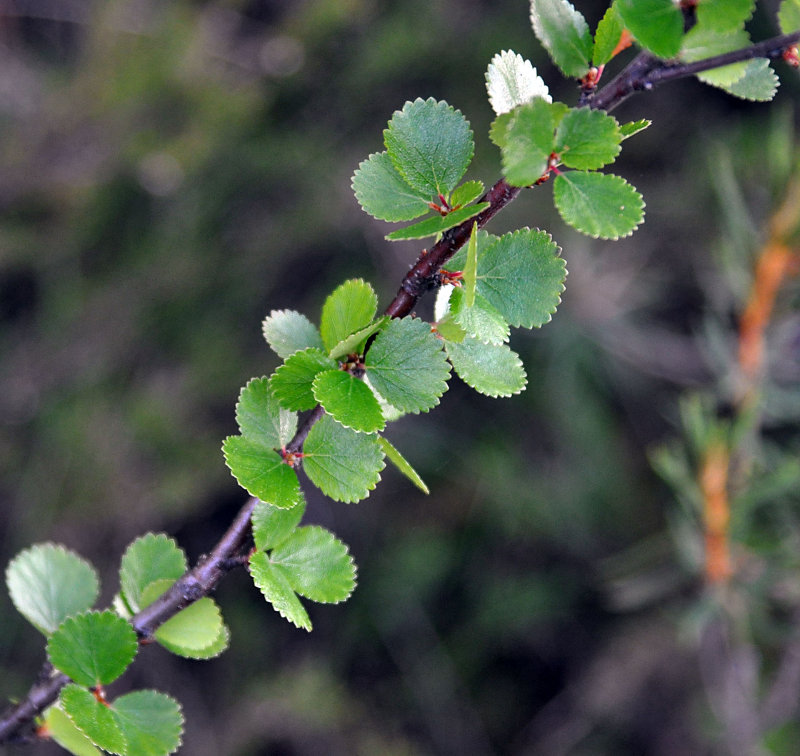 Image of Betula nana specimen.