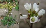 Cardamine hirsuta. Цветущее растение и верхушка соцветия. Нидерланды, Гронинген, в трещине асфальта. Март 2007 г.
