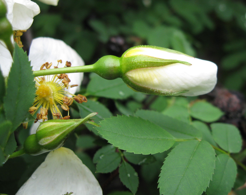 Image of Rosa spinosissima specimen.